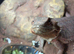 5 year old bearded dragon and her vivarium