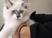 Ragdoll Kitten – 13 Weeks Old male