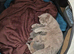 British Shorthair Female for Sale &zwj;