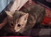 2 beautiful bengal cross girl kittens available now