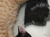 Two Beautiful Kittens Looking for Loving Homes