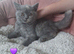 Pedigree British Shorthair Kittens