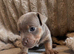 Lilac jack Russell’s
