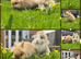 Dwarf Lionhead Boy