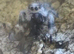 Tarantulas, jumping spiders and velvet spiders & millipedes!