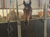 15.3hh chunky tb gelding