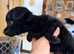 Beautiful litter of 3 looking for 5* homes
