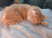 Female kitten