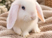Beautiful mini lop babies