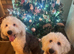 Old English sheepdog puppies due September!