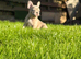 French bulldog puppies