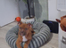 13wks old male cross urgent home needed