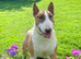 Red/white proven health tested clear bull terrier at stud