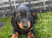 8 weeks old miniature dachshund girl