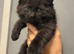 5 Maine coon kittens