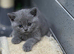 Two stunning British short haired kittens READY NOW