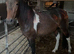 3 year old part bred new forest filly