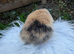 Mini lop black Harlequin VM doe remaining