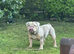 English bulldog male.