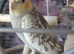 My cockatiel needs a new caring home to love him as much as I do