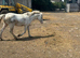Welsh / Appaloosa gelding for sale