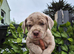 QUALITY ATHLETIC MASTIFF PUPS