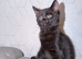 Black kitten