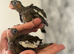 Hand-Reared Cockatiels
