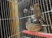 4 cock bird zebra finch
