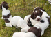 Springer spaniel pups