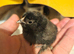 Breeding group Black Barbu D'uccle