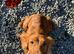 Cocker spaniel pups for sale