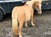 Red dun Shetland mare in foal