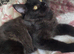 Half Maine Coon female kitten