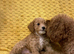 ONLY 2 LEFT Beautiful Cavapoochon Puppies