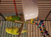 For sale, 2 budgies