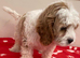 Cavapoo girl