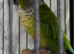Baby green cheek conure