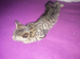 Tabby girl kitten