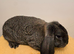 French Lop Boys