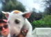 Champion blood line pups forsale