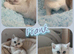 Pedigree Silver / Golden British Shorthair Kittens