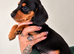 Beautiful dachshund puppies