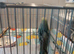 Available Still 4 x Baby Budgies different colours over 7 weeks old now &pound;30 each or buy 2 for &pound;55