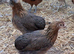 America pullets 16to18 weeks old