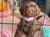 Chocolate F1 cockapoo for new home