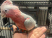Galah cockatoo