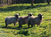3x Vampshire lambs ( Valías Black Nose z Hampshire)