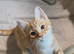 Gorgeous ginger and white boy kitten