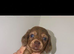 8 week old male puppy looking for his forever home